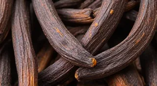 Choosing the Right Vanilla Variety for Your Home Garden