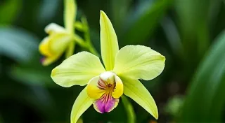Dealing with Pests and Diseases on Vanilla Bean Plants