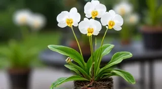 Growing Vanilla Beans in Pots: A Container Gardening Guide