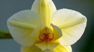 Vanilla Bean Pollination: A Beginner's Guide to Hand-Pollination at Home