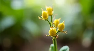 Vanilla Bean Propagation: Taking Cuttings and Starting New Plants