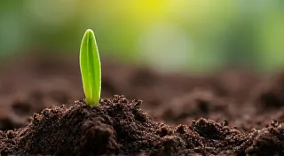 Essential Soil and Fertilizer for Thriving Vanilla Bean Plants
