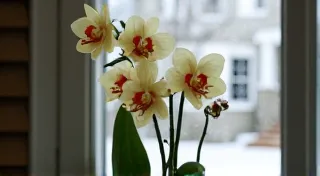 Winterizing Your Vanilla Bean Plants: Protecting Them from the Cold